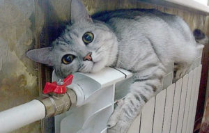 кот на батарее